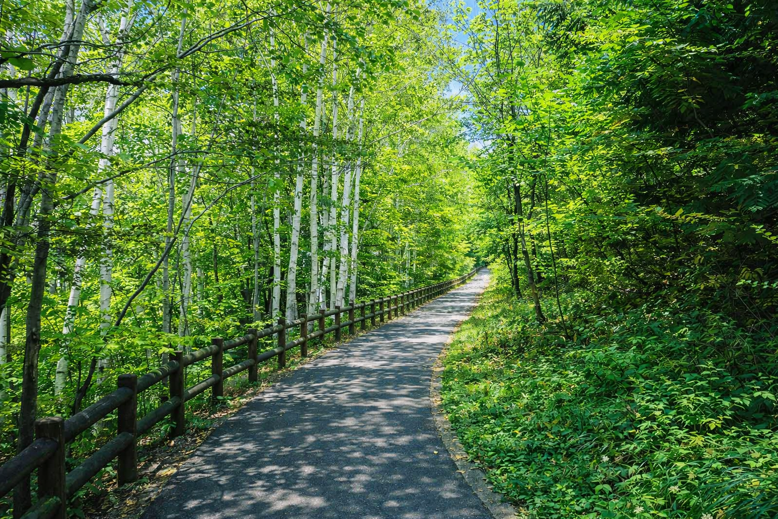 白樺の木立に囲まれた旭山記念公園の遊歩道